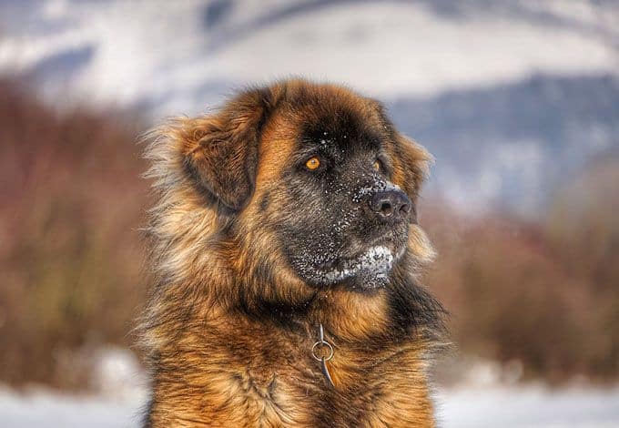 leonberger puppies for sale